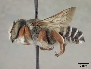 Megachile deflexa, male, side
