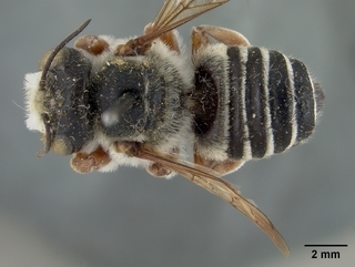Megachile deflexa, male, top
