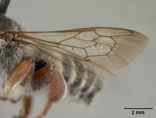 Megachile deflexa, male, wing