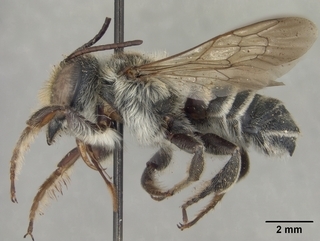 Megachile deflexa, side