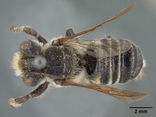 Megachile deflexa, top