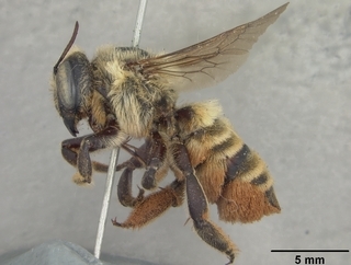 Megachile fortis, female, side