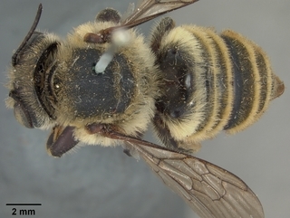 Megachile fortis, female, top