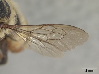 Megachile fortis, female, wing