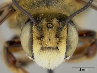 Megachile fortis, male, face