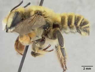Megachile fortis, male, side