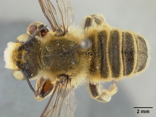 Megachile fortis, male, top