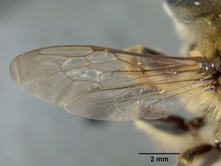 Megachile fortis, male, wing