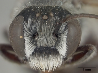 Megachile frugalis, male, face