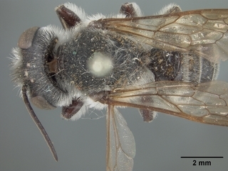 Megachile frugalis, male, top