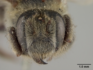 Megachile gravita, female, face