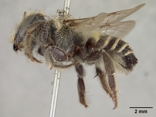 Megachile gravita, female, side