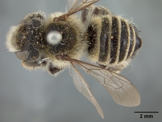 Megachile gravita, female, top