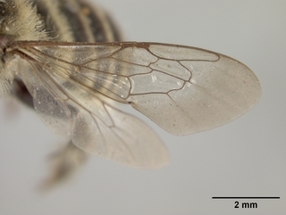 Megachile gravita, female, wing