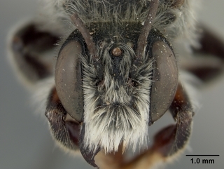 Megachile gravita, male, face
