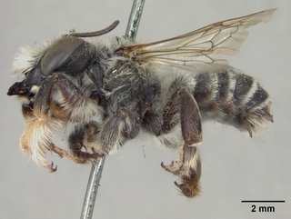 Megachile gravita, male, side