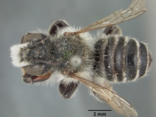 Megachile gravita, male, top