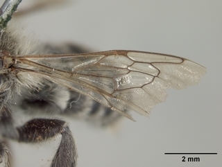 Megachile gravita, male, wing
