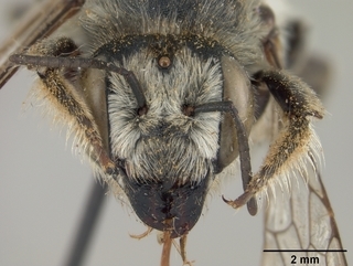 Megachile hookeri, female, face