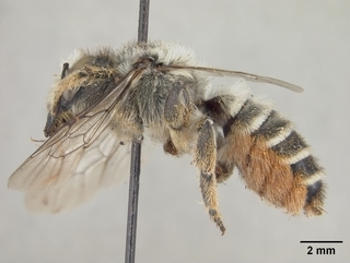Megachile hookeri, female, side