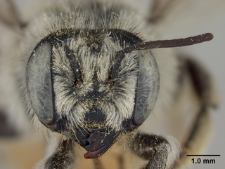 Megachile manifesta, female, face