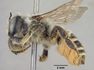 Megachile manifesta, female, side