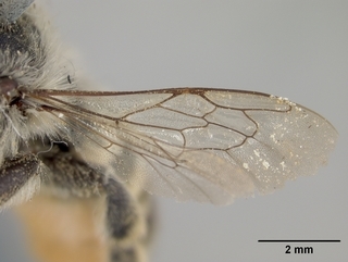 Megachile manifesta, female, wing