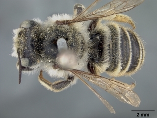 Megachile manifesta, male, top