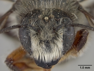 Megachile melanophaea, male, face