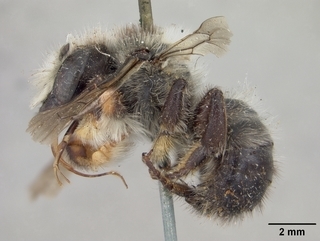 Megachile melanophaea, male, side