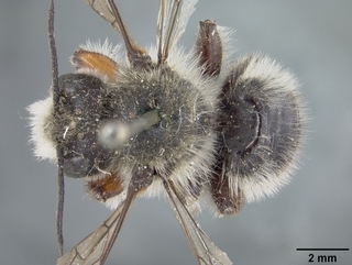 Megachile melanophaea, male, top