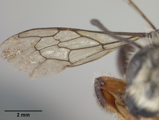 Megachile melanophaea, male, wing