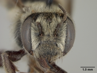 Megachile pascoensis, female, face