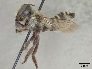Megachile pascoensis, female, side