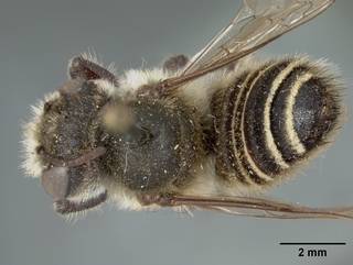 Megachile pascoensis, female, top