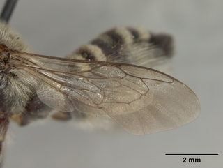 Megachile pascoensis, female, wing