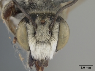Megachile townsendiana, male, face