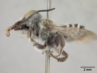 Megachile townsendiana, male, side