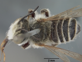 Megachile townsendiana, male, top