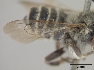 Megachile townsendiana, male, wing