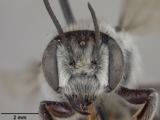 Megachile alata, female, face