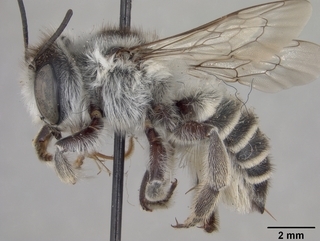 Megachile alata, female, side