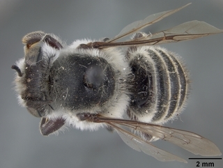 Megachile alata, female, top