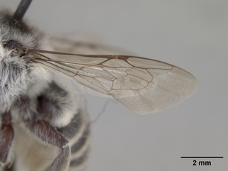 Megachile alata, female, wing