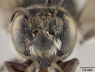 Megachile albitarsis, female, face