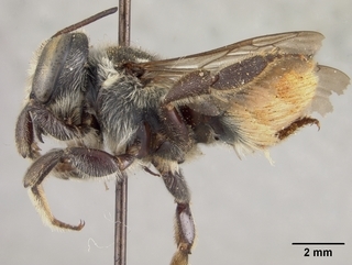 Megachile albitarsis, female, side
