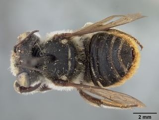 Megachile albitarsis, female, top