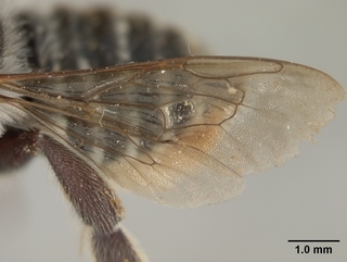 Megachile albitarsis, female, wing