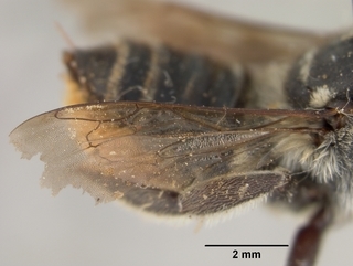 Megachile albitarsis, female, wing