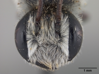 Megachile chilopsidis, male, face